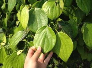 The certainly good-looking leaves of the black pepper climber.