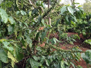 Before the robusta coffee bean: coffee tree with green cherries.
